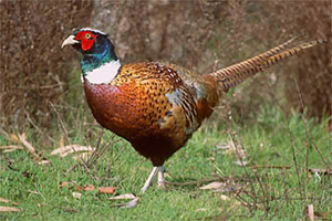 photo of Ring Necked Pheasant on ground